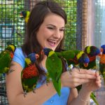 Lorikeets at Bird Kingdom