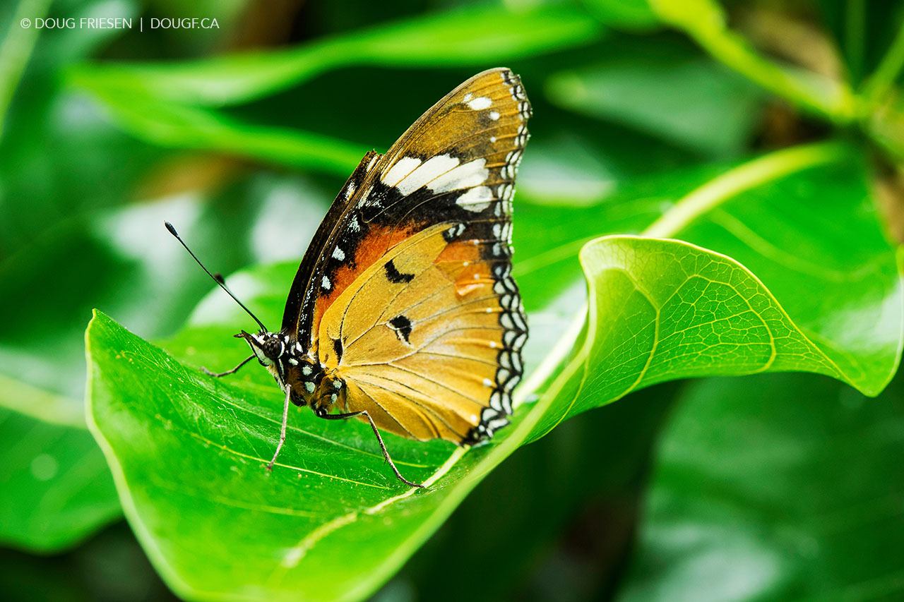 Butterfly Conservatorul