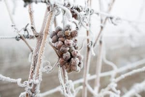 Frozen grapes on the vine