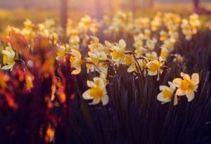 Spring in Niagara Falls featuring flower displays in Queen Victoria Park