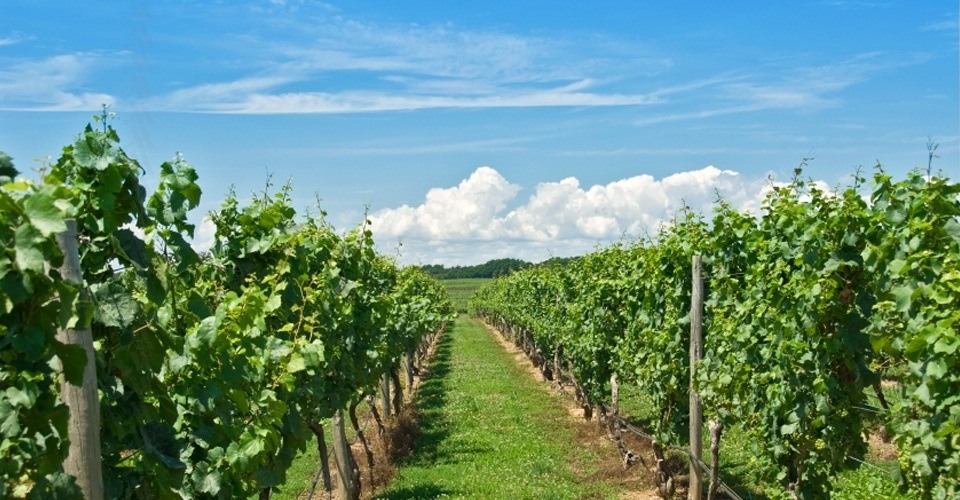 Peller Estates Winery